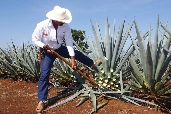 Was ist Tequila?